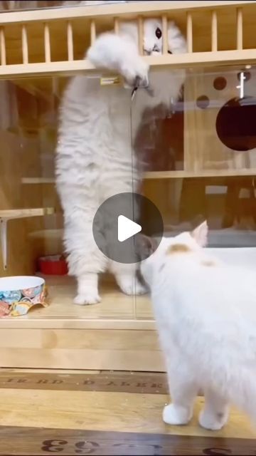 Funny Animal Videos Can't Stop Laughing Crazy Cats, Cats And Kittens Videos, Funny Cat Videos Hilarious, Cat And Dog Pictures, Cat Videos Hilarious, Cute Cat Videos Funny, Cute Kitten Videos, Funny Talking Dog, Funny Cats Video