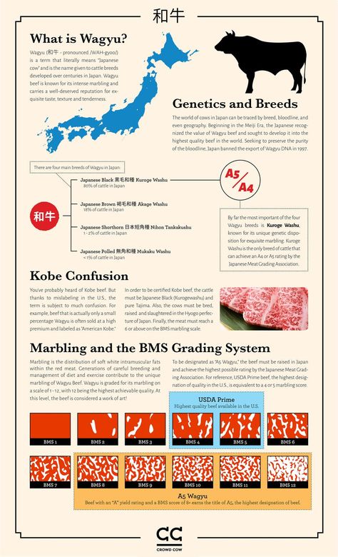 Wagyu Cow, Wagyu Meat, Japanese Wagyu, Livestock Judging, Fish Chart, Cow Meat, Beef Lasagna, Paleo Beef, Beef Cattle