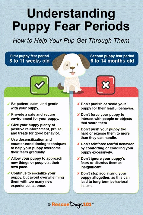 Things To Know Before Getting A Puppy, Preparing For A Puppy, Fostering Animals, How To Prepare For A Puppy, Dog Sick, Preparing To Bring Puppy Home, Lacrosse Training, Pup Cups, Preparing For Puppies To Be Born