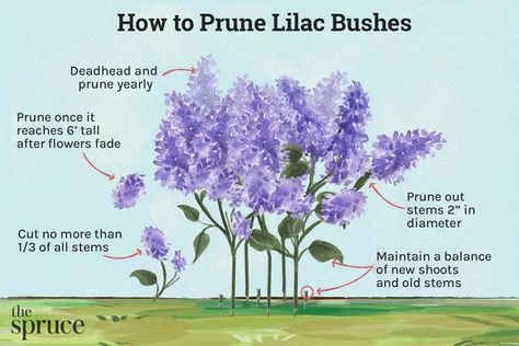 How to Prune Lilac Bushes Prune Lilac Bush, Lilac Pruning, Lilac Varieties, Lilac Plant, Lilac Bush, Syringa Vulgaris, Lilac Bushes, Lilac Tree, Garden Care