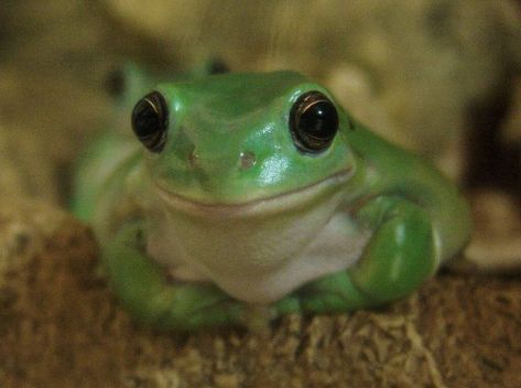 Green Tree Frog Tattoo, Green Tree Frogs, Australian Green Tree Frog, Australian White Tree Frog, Australian Tree Frog, Tree Frog Tattoos, Frog Aesthetic, Whites Tree Frog, Save Planet