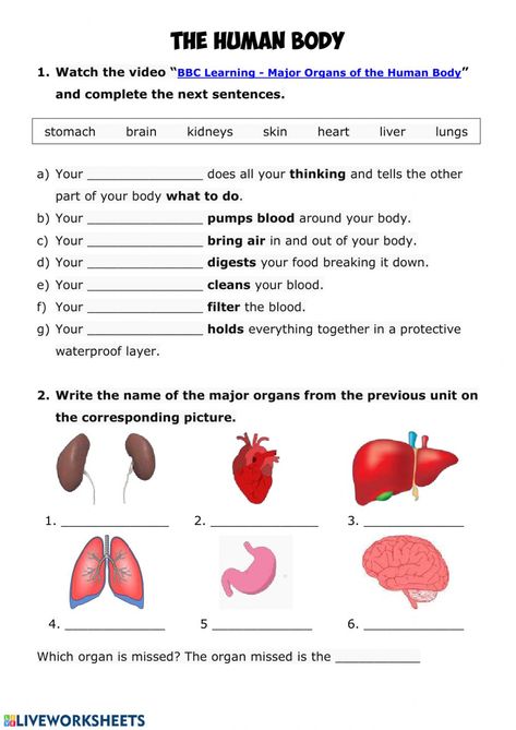 Human body online activity for Grade 3. You can do the exercises online or download the worksheet as pdf. Grade 4 Health Lessons, My Body Worksheet For Grade 2, 3rd Science Worksheet, Our Body Worksheet Grade 2, Internal And External Organs Worksheet, 3rd Grade Health Worksheets, The Human Body Worksheets, Body Systems Worksheets Free Printable, Human Body Systems Worksheets