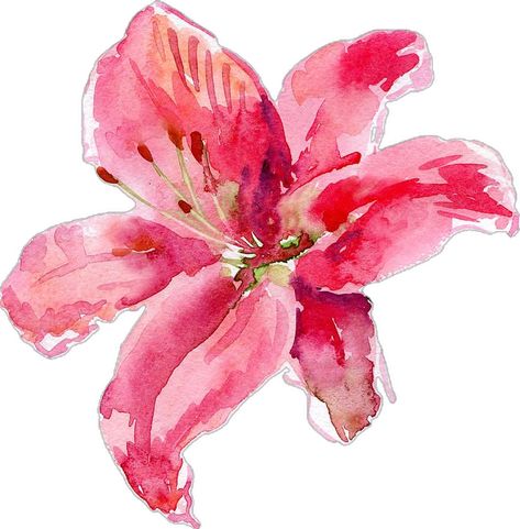 Pink Asthetics Wallpaper, Watercolor Lily, Lilies Drawing, Pink Drawing, Lily Wallpaper, Watercolor Flower Background, Botanical Flower Art, Lily Painting, Phone Wallpaper Pink