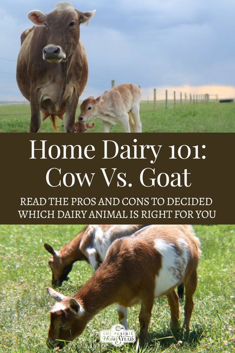 Home Dairy 101: Cow vs. Goat (learn the pros and cons to owning either dairy cows or dairy goats) Goat Milk Vs Cow Milk, Caring For Cows, Homestead Compound, Milk Parlor, Dairy Cow Breeds, Homestead Plans, Cow Care, Homestead Livestock, Homestead Tips