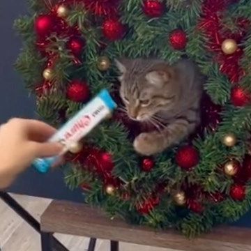 Upworthy on Instagram: "GENIUS!🎄😻 @remingtons.adventures_ 📸: @pawparazzisabrina (Via 5cats_1doggo on Tiktok)" December 1, On Instagram, Instagram