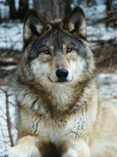 HourlyWolves Grey Wolf Photography, Big Wolf, Werewolf Aesthetic, Maned Wolf, Unique Dog Breeds, Wolf Images, Wolf Mask, Wolf Photography, Wild Animals Pictures