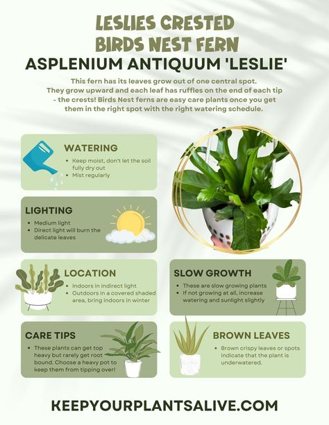 leslies crested birds nest fern plant care guide Birds Nest Fern Care, Fern Plant Care, Herb Witchcraft, Birds Nest Fern, Fern Care, Bird's Nest Fern, Garden Notes, Ferns Care, Plant Care Guide