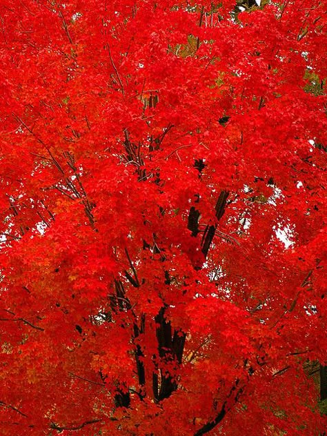 Autumn Red by Stanley Zimny Red Album, Red Autumn, I Love Autumn, Radiant Red, All Things Red, Love Autumn, Beautiful Trees, Autumn Scenes, Red Tree