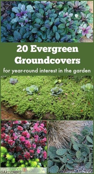 Alcove Landscaping Ideas, Garden Ideas For Sloped Yard, Plants For Steep Banks, What To Plant On A Hillside, Ornamental Grass Foundation Planting, Small Evergreen Plants, Plants For The Shade, Low Evergreen Shrubs, Lavender Plant Landscaping