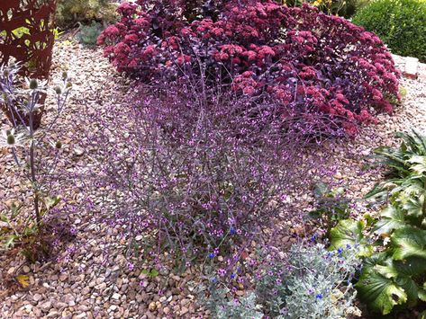 Verbena officinalis var. Grandiflora 'Bampton' Verbena Officinalis, Plants Nursery, Dry Garden, Ornamental Plants, Plant Nursery, Media Images, Mail Order, Front Garden, Rock Garden