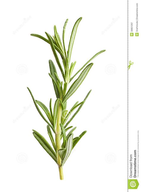 Photo about Rosemary isolated on white background. Image of medicine, spice, studio - 39851297 Rosemary Flower, Watercolor Herbs, Herb Art, Rosemary Herb, Growing Rosemary, Tattoo Plant, Rosemary Plant, Rosemary Leaves, Food Graphic Design