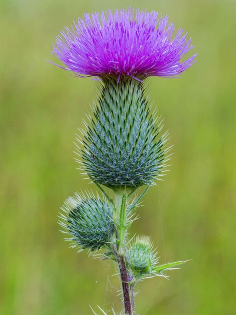 Cirsium vulgare (Spear Thistle) is a tall, biennial or short-lived monocarpic Thistle, forming a rosette of leaves and a taproot up to... Creeping Thistle, Weird Flowers, Thistle Plant, Flower References, Scotland National Flower, Scottish Flowers, Thistles Art, Plants Uk, Purple Stuff