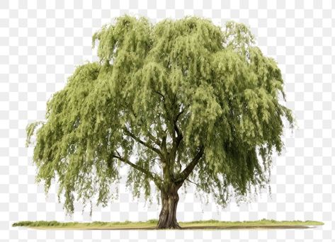 Plant White Background, Willow Plant, Weeping Willow Tree, White Willow, Weeping Willow, Willow Tree, School Projects, Landscape Architecture, Bend