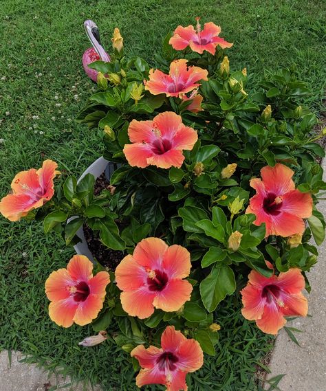 Bountiful blooms! Fiesta Hibiscus. Caribbean Garden, Fiesta Flowers, Fav Flower, Hibiscus Garden, Pretty Flowers Pictures, Amazing Plants, Coconut Dream, Hawaiian Sunset, Hibiscus Plant