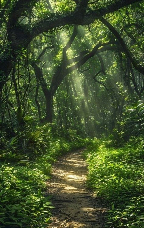 Path Through Forest, Fairies In The Woods, Beautiful Woods Forests, Pathway In Forest, Dappled Light Forest, Forest Scenery Photography, Forest Aesthetic Bright, Deep Woods Aesthetic, Forest Asthetics Photos