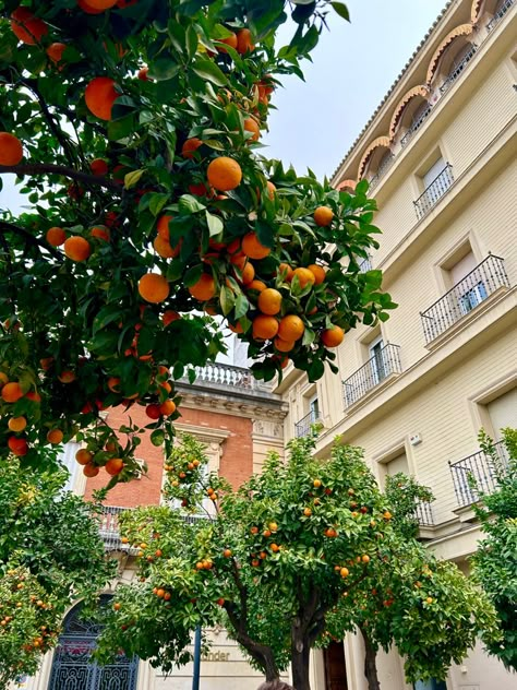 Spanish Pictures Aesthetic, Spanish Asthetic Picture, Spanish Asethic, Spanish Countryside Aesthetic, Spain Asethic, Old Spanish Aesthetic, Espanol Aesthetic, Saville Spain, Seville Spain Aesthetic