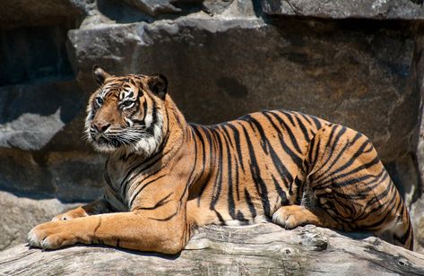 Sumatra Tiger - Sumatran Tiger | Goldstern82 | Flickr Sumatran Tiger, Tropical Rainforest, Jurassic World, Big Cats, Hd Photos, Collage, Animals, Pins, Quick Saves