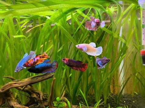 Sorority Fish Tank, Betta Fish Breeding, Types Of Betta Fish, Aquarium Pictures, Fish Tank Themes, Tail Pattern, Betta Fish Types, Fish Tank Terrarium, Betta Aquarium