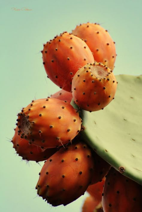 Prickly Pear Flowers, Cactus Pears, Cactus Paintings, Plants Are Friends, Desert Flowers, Prickly Pear Cactus, Desert Art, Cactus Succulents, Prickly Pear