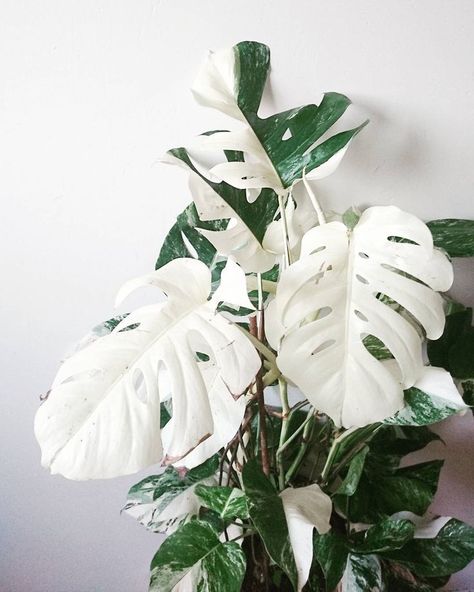 Monstera plant with white leaves! Plant Goals, Variegated Plants, Interior Plants, Monstera Plant, Monstera Deliciosa, House Plants Indoor, White Leaf, Pretty Plants, Rare Plants