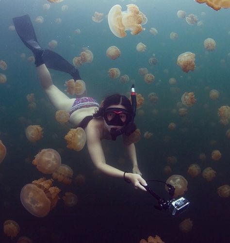 This is going on my bucket list. Swimming with harmless jellyfish on Jellyfish lake, Palau (Micronesia) Jellyfish Lake Palau, Jellyfish Lake, Swimming With Jellyfish, Jellyfish On Beach, Portuguese Manowar Jellyfish, Spotted Lagoon Jellyfish, Spotify Playlists, My Bucket List, Palau