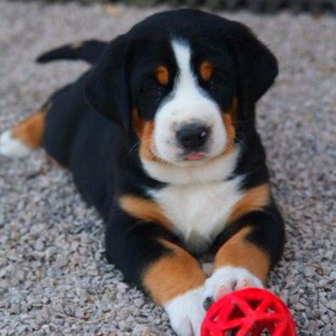 Swiss Mountain Dog Puppy, Appenzeller Dog, Dog Name Ideas, Great Swiss Mountain Dog, Mountain Dog Breeds, Burmese Mountain Dogs, Entlebucher Mountain Dog, Outside Dogs, Dog Bell