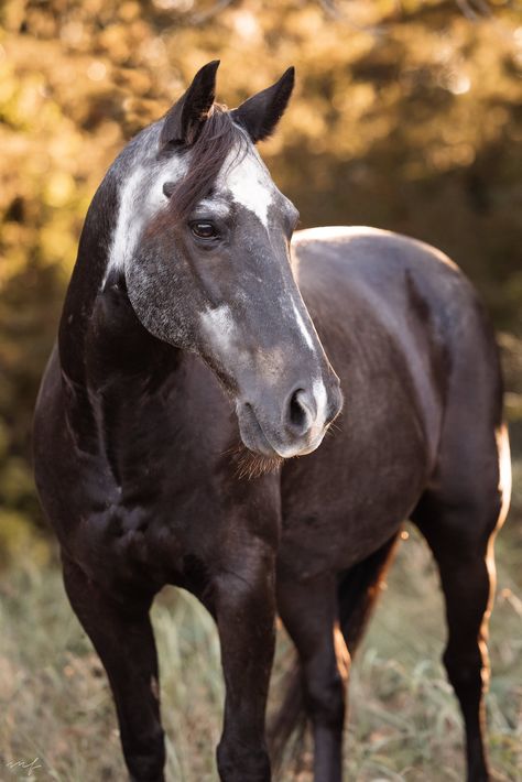 Paint Horse Photography, Farmer Photography, Horse Markings, Horse Coat Colors, Horse Coats, Beautiful Horse Pictures, Fayetteville Arkansas, Paint Horse, Most Beautiful Horses