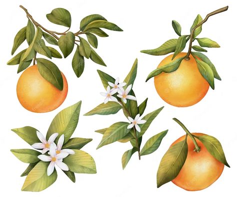 Oranges Watercolor, Branch Drawing, Orange Plant, Watercolor Plants, Loose Watercolor, Spring Wallpaper, Leaves Vector, Orange Tree, Plant Drawing