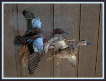 Teal Wood Duck Mounts, Duck Mounts, Duck Mount, Waterfowl Taxidermy, Waterfowl Art, Hunting Crafts, Deer Antler Crafts, Duck Species, Taxidermy For Sale