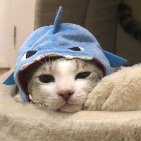 Cat In A Shark Costume, Cute Shark Pfp Real, Shark Discord Pfp, Shark Aesthetics Cute, Cats In Shark Costumes, Cute Matching Shark Pfps, Cat With Shark Hat, Shark Icon Aesthetic, Shark Cat Pfp