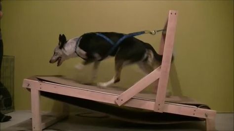 This homemade treadmill for dogs - 9GAG Dog Treadmills, Dog Treadmill, Animal Enclosures, Dog Conditioner, Dog Exercise, Future Dreams, Cheap Dogs, Diy Cans, Dog Vest