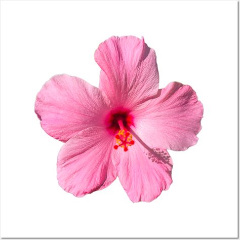 Photograph of a pink hibiscus from my garden -- Choose from our vast selection of art prints and posters to match with your desired size to make the perfect print or poster. Pick your favorite: Movies, TV Shows, Art, and so much more! Available in mini, small, medium, large, and extra-large depending on the design. For men, women, and children. Perfect for decoration. Hawaiin Flowers, Hibiscus Aesthetic, School Powerpoint, Collage Material, Mini Posters, Purple Hibiscus, Girly Wallpaper, Earth Element, Cute Laptop Wallpaper