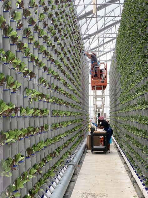 The Environmental Impact of Traditional and Vertical Farming - 2021 Report Future Farming Technology, Vertical Farming Design, Vertical Farming Architecture, Vertical Greenhouse, Farm Drawing, Eden Green, Vertical Farm, Farming Technology, Indoor Farming