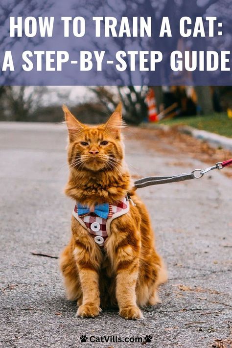 Transform your cat into a well-behaved companion with our cat training guide! Discover effective methods and techniques to teach your cat new tricks. Cat Advice, Adventure Cat, Cat Leash, Types Of Cats, Cat Harness, A Black Cat, Cat Training, Animal Behavior, Cat Behavior