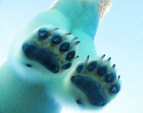 Funny Wildlife, funnywildlife: funkysafari: A polar bear’s paws... Polar Bear Paw, Snow Theme, Snowshoes, Go Big Blue, Bear Dog, A Basketball, Bear Paws, White Bear, Bear Art