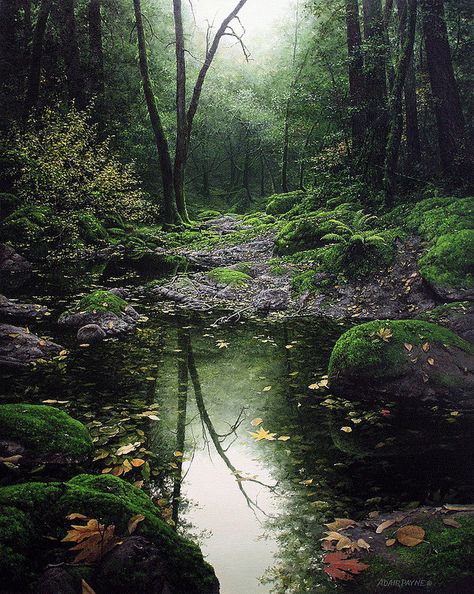 Moss Covered, Into The Woods, Enchanted Forest, In The Forest, Early Morning, Mother Nature, The Forest, Beautiful Nature, Enchanted