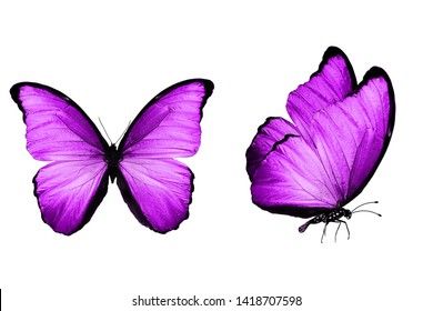 Similar Images, Stock Photos & Vectors of Two color watercolor butterflies, isolated on white background - 449406598 | Shutterstock Butterfly Violet, Butterflies Stickers, Cute Elephant Cartoon, Watercolor Painting Easy, Elephant Cartoon, Watercolor Butterflies, Simple Butterfly, Butterfly Clip Art, Orchid Purple