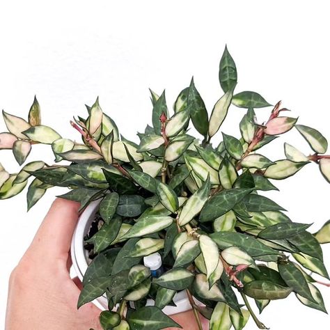 Hoya Obovata Variegata, Hoya Linearis, Hoya Lacunosa, Minimalist Cottage, Dream Plants, Plant Room, Plant Decor Indoor, Room With Plants, Plant Life