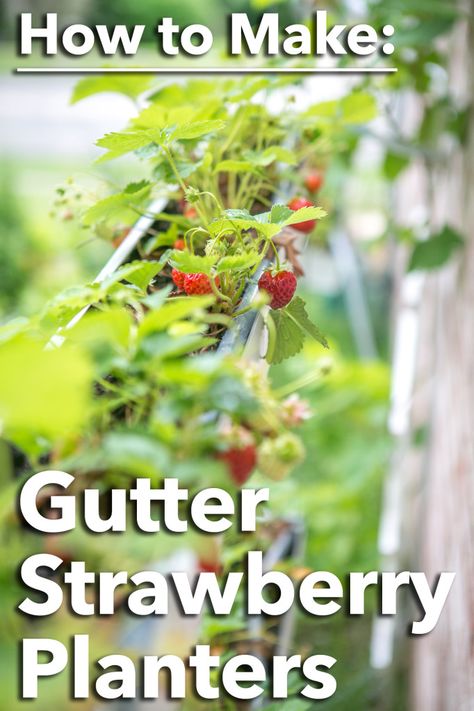 How to make Gutter Strawberry Planters using standard aluminum gutters and basic hand tools - SO COOL! Strawberry Planters Diy, Strawberry Planter, Strawberry Beds, Gutter Garden, Raised Planter Beds, Strawberry Planters, Strawberry Garden, Growing Strawberries, Strawberry Plants