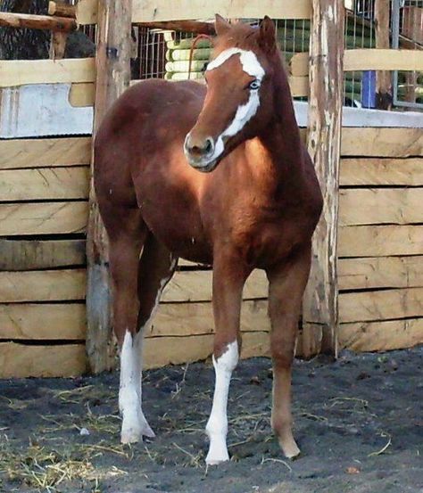 face markings extraordinaire! Facial Markings, Horses Beautiful, Rare Horse Breeds, Unusual Horse, Impossible Pie, Horse Markings, Rare Horses, Horse Coats, Horse Colors