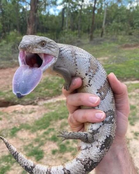 Snake Turtle, Blue Tongue Skink, Pet Lizards, Forest Life, Nurse Shark, Reptile Room, Cute Reptiles, Reptile Snakes, Reptiles Pet