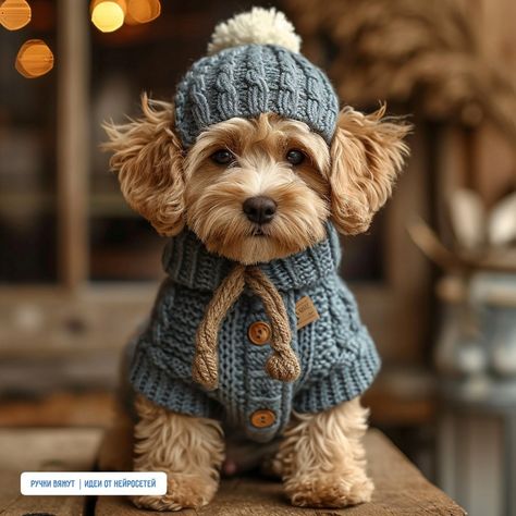 Puppies In Sweaters, Dog Clothes Knitting, How To Make A Dog Sweater, Dog Hairstyles, Puppy Outfits, Crochet Dog Clothes, Chien Shih Tzu, Clothes For Dogs, Poodle Haircut