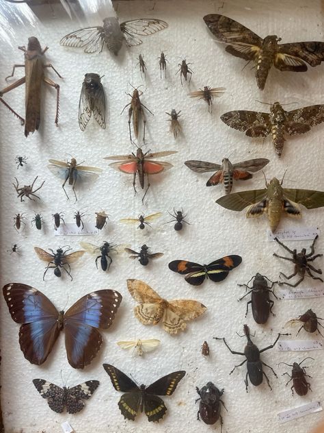 #insects #environment #aesthetic #bugs #butterfly Bug Catching Aesthetic, Bugs Aesthetics, Pinning Bugs, Insects Aesthetic, Bugs Aesthetic, Insect Aesthetic, Bug Bedroom, Pinned Bugs, Macbook Organization