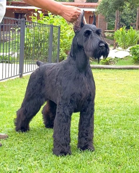 Dog Breed ➡️ GIANT SCHNAUZER From @schnauzer_cethuz 🐶 CETHUZ Supernova 10 months old Country 🇦🇷 . #schnauzer Giant Schnauzer No Beard, Giant Schnauzer Grooming Styles, Giant Schnauzer Aesthetic, Giant Schnauzer Grooming, Standard Snauzer, Large Schnauzer, Schnauzer Haircuts, Giant Schnauzer Puppy, Schnauzer Standard