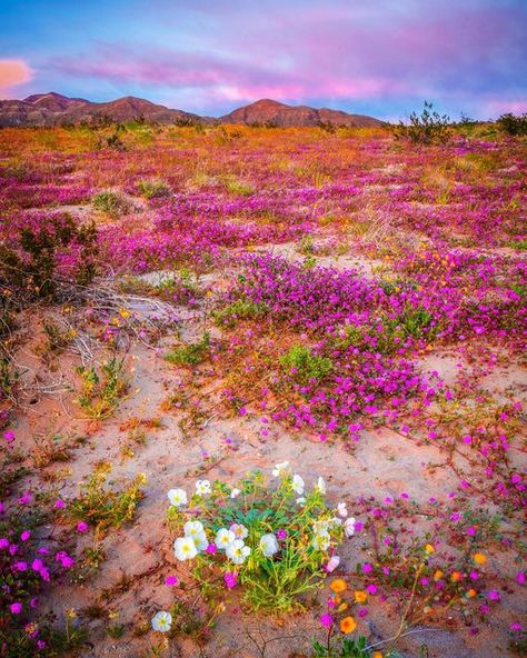 Desert Wreath, Purple Desert, Borrego Springs, Anza Borrego, California Wildflowers, Wreath Inspiration, Wildflowers Photography, Spring Wildflowers, Visit California