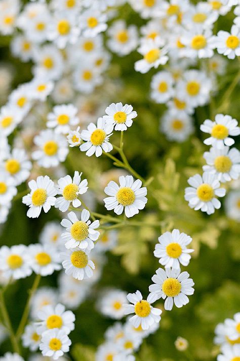 Relaxing Photos, Flowers To Grow, Best Flowers, Cut Flower Garden, Pinturas Disney, Chamomile Flowers, Flower Farm, Flower Lover, Flowers Nature