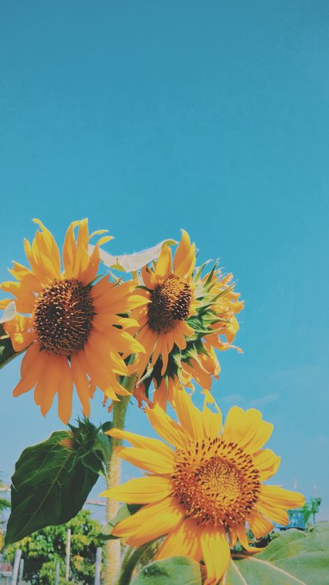 Vsco Editing, Yellow Wallpapers, Sunflowers Background, Sun Flowers, Blue Photo, Sunflower Wallpaper, Yellow Tulips, Flowers Blue, Art Things