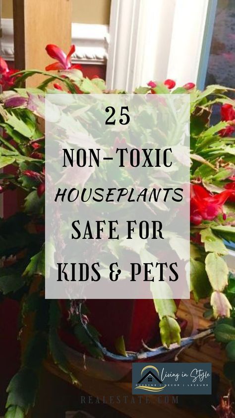 Want to add some living plants into your home decor | Here is a list of 25 safe, non-toxic house plants which won't hurt your pets or kids. Click to see and read about them. House Plants Safe For Dogs, Non Toxic House Plants, Pet Safe House Plants, Pet Safe Plants, Cat Safe House Plants, Pet Friendly House Plants, Dog Safe Plants, Safe House Plants, Plants Tips