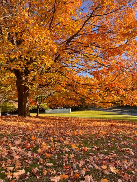 Fall Background Images, Front Porch Decor Fall, Fall Bedroom Aesthetic, Book Shelf Ideas, Room Fall Decor, Porch Decor Fall, Autumn Living Room, Locker Decorations, Mums Flowers