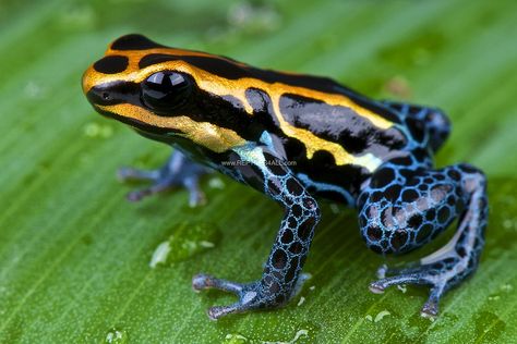 Amazon dart frog / Ranitomeya ventrimaculata Dart Frog, Dart, Green